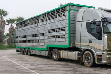 transporte para ganado